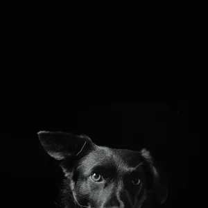 Solo