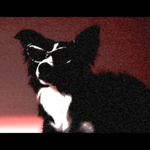 Underdog