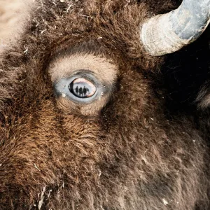 Bison