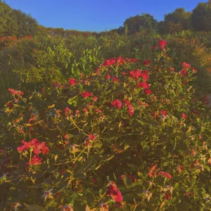 bloom