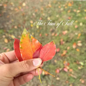 The Turn of Fall