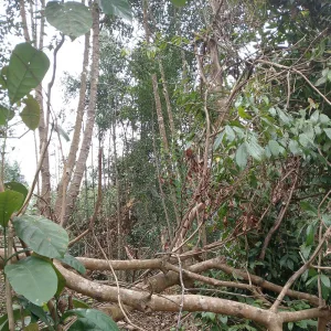 Kula Nerima