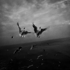 Emergence