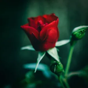 Roses