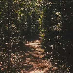 The Humming Song
