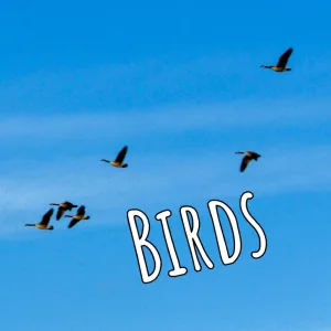 Birds
