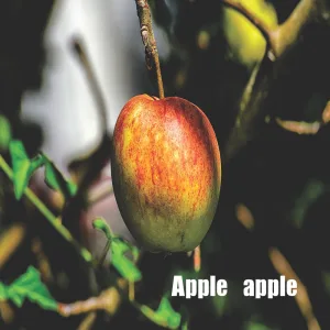 Apple apple