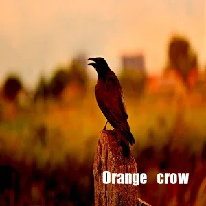 Orange crow