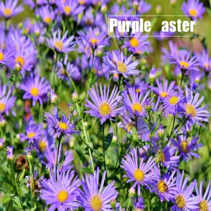 Purple aster