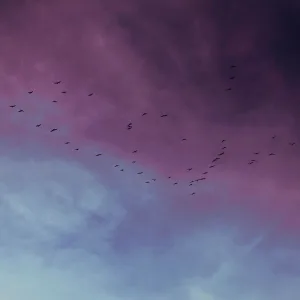 Our Endless Fall