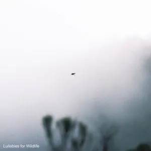 Dawn