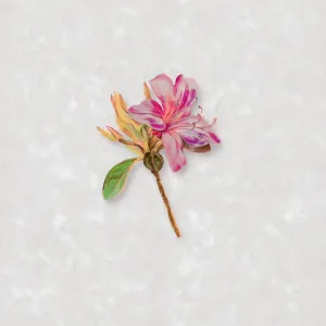 Azalea