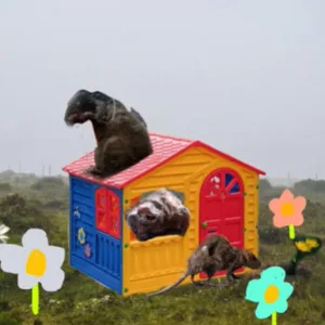 RAT HOUSE