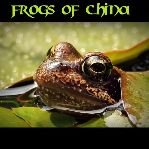 Annam Tree Frog