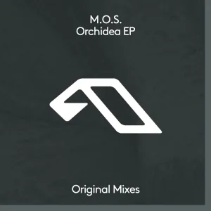 Orchidea