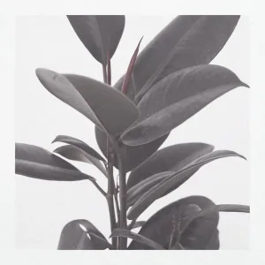 Closer