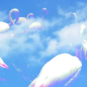 Flamingo Cloud
