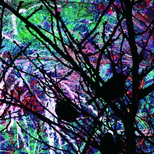 Frequency Bird 1