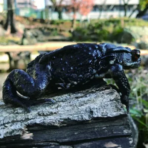 Frog V2