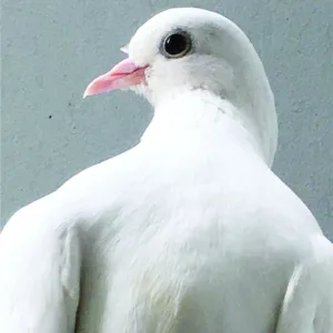 Hato 4240