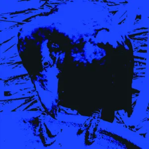 Indigo 3