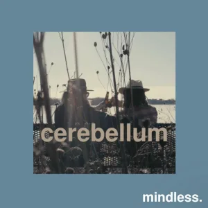 cerebellum
