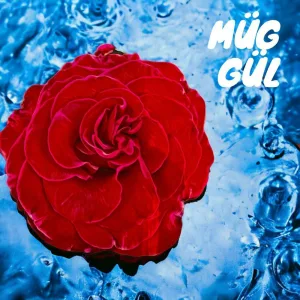 GÜL