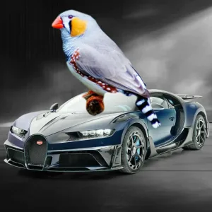 Roll with it