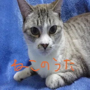 Cat Song
