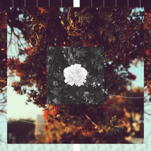 Chasing Daylight