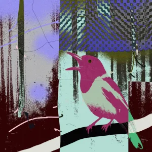 Butcherbird