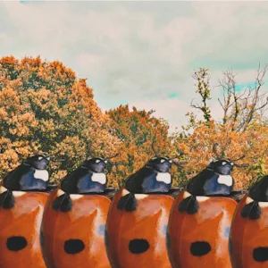 Bug Bites