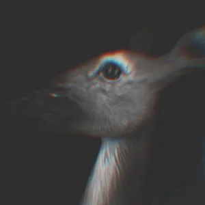Experiment