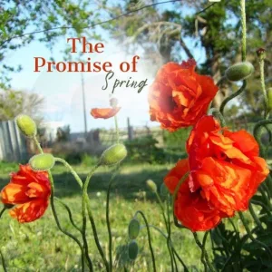 The Sound of Spring