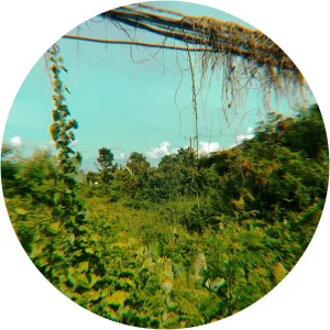 Bamboo