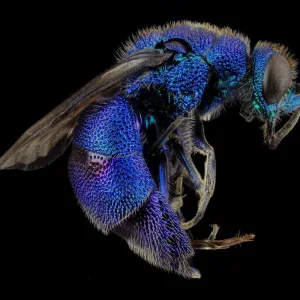 Fly