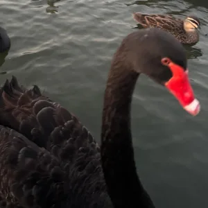 STALEMATE
