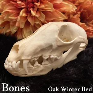 Bones