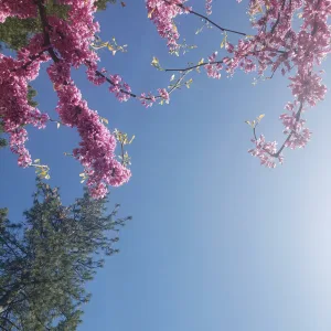 VHS