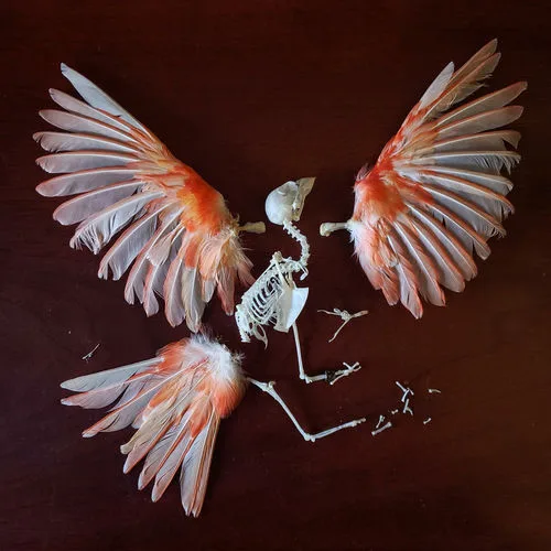 Canary Bones