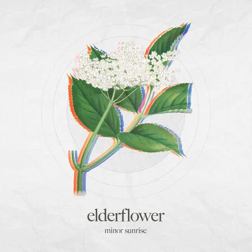 Elderflower
