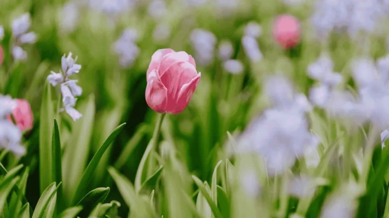 Blooming Good Yoga - with Southern Highlands Yoga