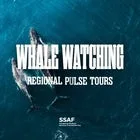 Shoalhaven Pulse Tour: Whale Watching Adventure