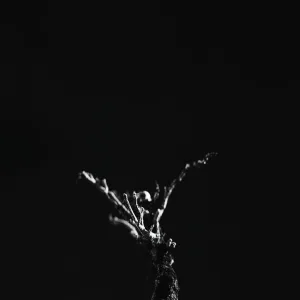 Arise From The Dust (Fight Back)