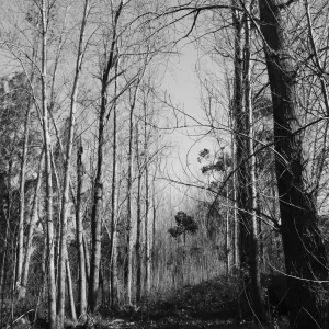 The Locked Woods