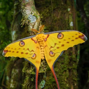 Butterfly (Instrumental)