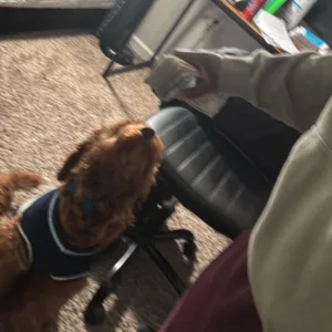 benji (freestyle)