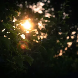 Morning Glow