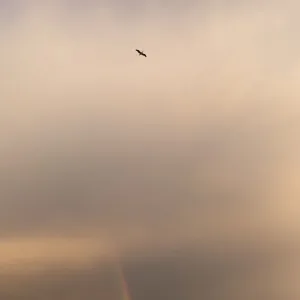 North Birds