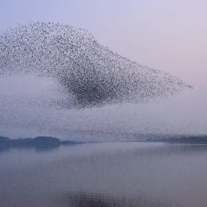 Flock